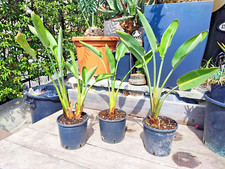 Strelitzia Reginae Bird of Paradise succulent exotic SUD AFRICA h 70/80 cm