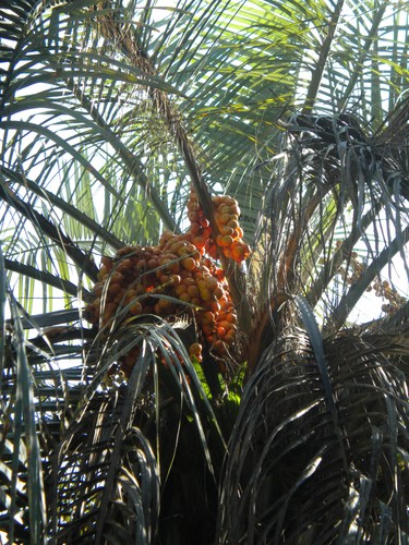 Butia capitata buzia - butia,