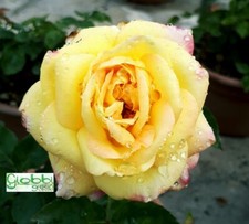 Rosa Grandi Fiori "ORIENTAL