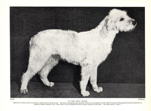 Stampa italiana spinone - italiana,