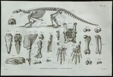 1836 - Scheletro Completo Di Pangolino - Incisione Di Paleontologia Di Cuvier