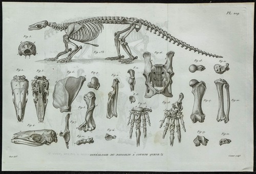 1836 scheletro completo di - completo,
