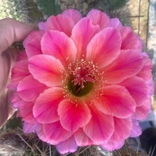 Pianta succulenta di cactus