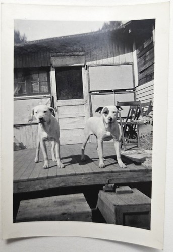 Vintage found photo - found, 2