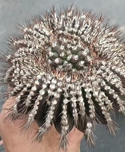 Uebelmannia pectinifer wysiwyg - uebelmannia,