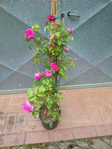 Pianta rosa reine des - rosa,