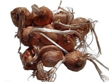 Crocus Sativus - Crocus à