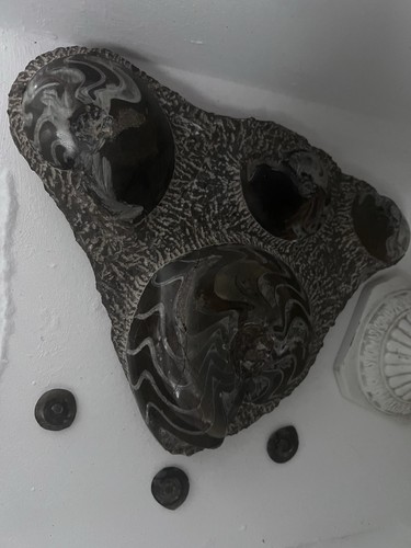 Ammoniti fossile - ammoniti,