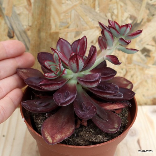 Echeveria maruba benitsukasa