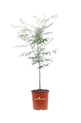 Pianta poinciana gilliesii - pianta,