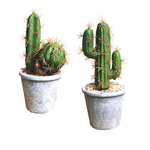 Fycooler piante succulente - piante,