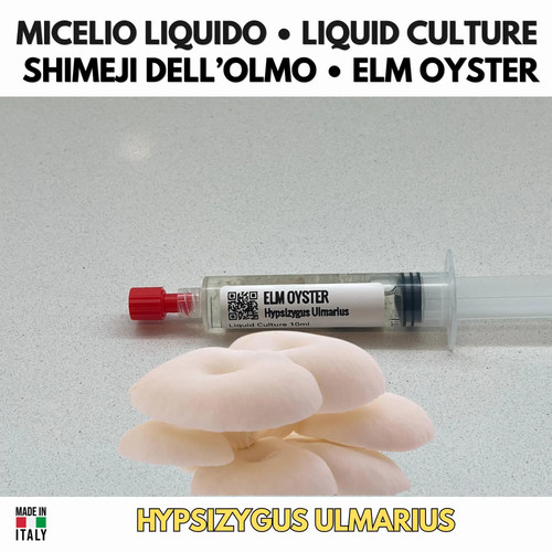 Hypsizygus ulmarius shimeji - hypsizygus,