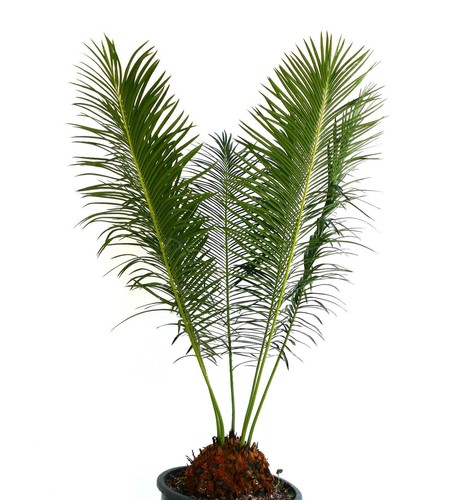 Cycas panzhihuaensis 15cm