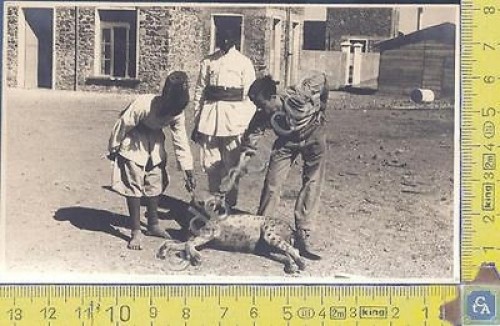 Cattura una iena - -, africa