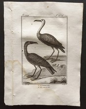 1801 - Buffon -L'Scopus