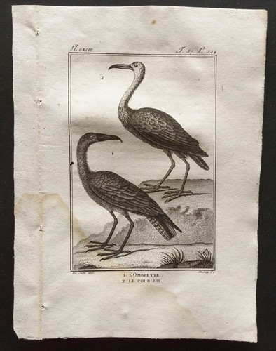 1801 buffon l scopus - -, -l'scopus