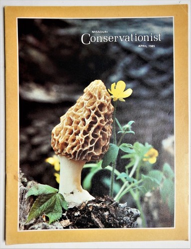 Morel mushroom cover missouri - morel,