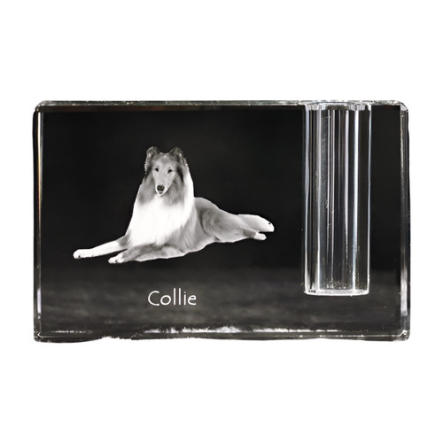 Collie pelo lungo - a, lungo,