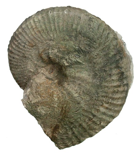 Malm taramelliceras nodoso - taramelliceras,