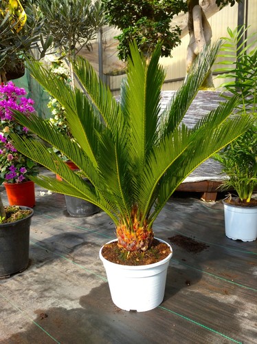 Palma phoenix - phoenix,