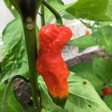10+ Naga Viper  Pepper Seeds