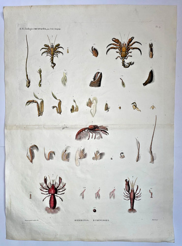 Gamberi eremita 1812 - gamberi,