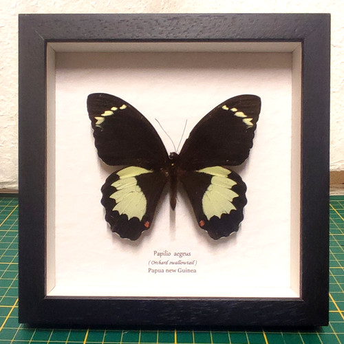 Papilio aegeus vera farfalla