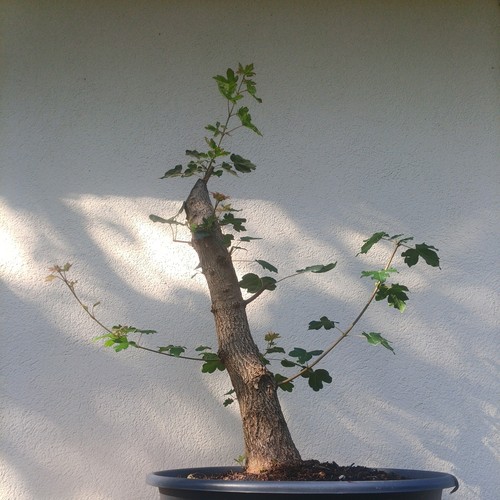 Bonsai acero campestre - bonsai,