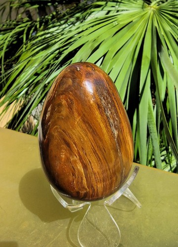 Grosso uovo legno fossile - ►,
