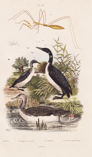 Anatre ducks uccelli insetti - anatre,