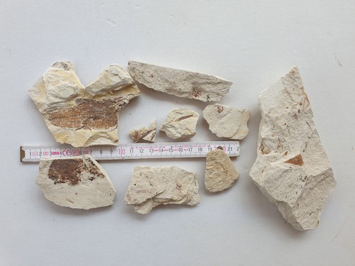 Collezione fossili pesci - fossili,