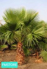 Washingtonia robusta palma - washingtonia,