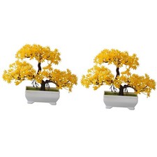 2 Pezzi Pianta Bonsai
