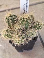 Echinocereus Klapperi, pot 5cm