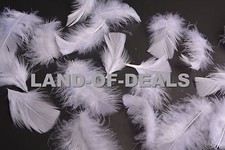 400+ Natural White turkey