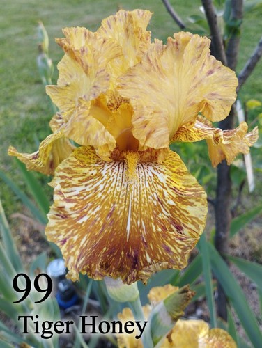 Rizoma iris germanica - iris,