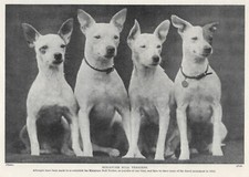 Miniature Bull Terrier "Four"