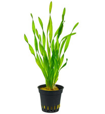 Vallisneria Torta in vasetto - Aquaflora