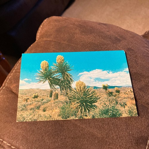 Desert yucca - desert,