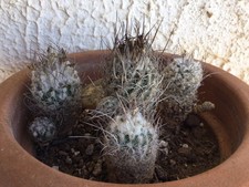 4 Turbinicarpus Gracilis Ssp