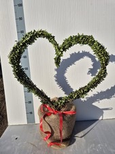 Pianta A Forma Di Cuore -