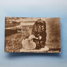 Spaniel Puppy Postcard Duck Sat On Chair 1935 Real Photo Cheer Up Brother