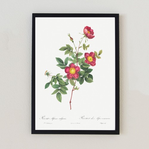 Illustrazione floreale vintage