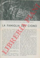 Ornitologia - GIULINI - La