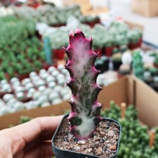 2ps pianta cactus - pianta, di