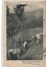 C POSTALE - CARTOLINA POETICA - ENRICO PANZACCHI  - VIAGGIATA  1921 -  F.P