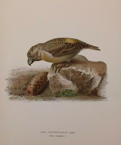 Loxia pytyopsittacus svenska - loxia,