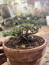 Bonsai Timo , Mame. Macchia