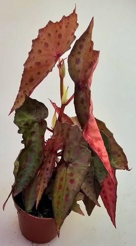 Begonia amphioxus x - begonia,