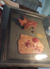 Antica Cera Anatomia Umana